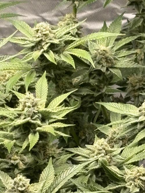 Winter semi full term run. Week 14