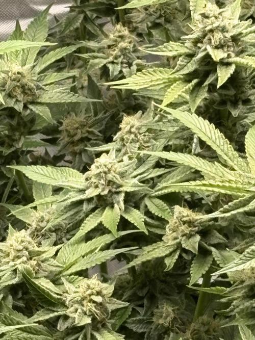 Winter semi full term run. Week 14