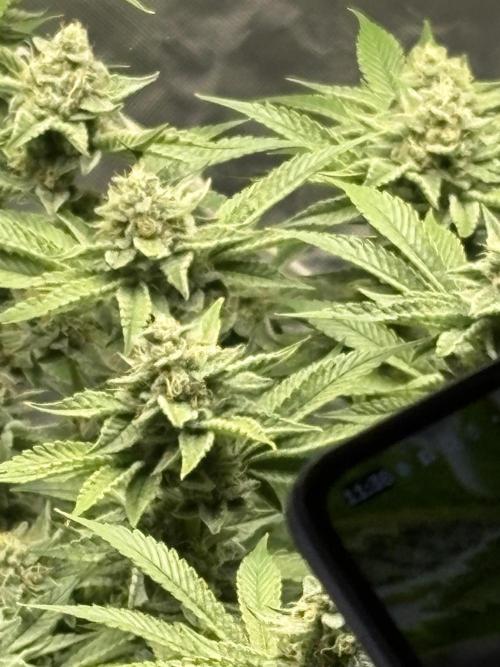 Winter semi full term run. Week 14