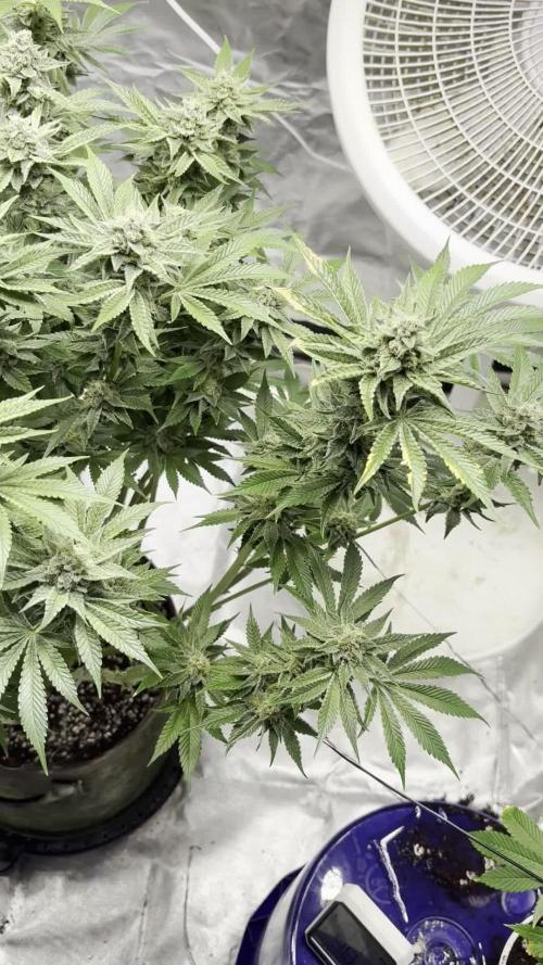 Winter semi full term run