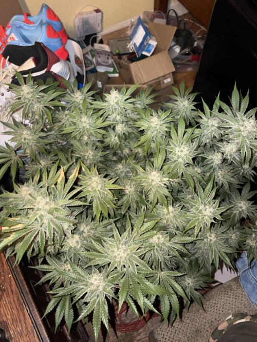 Winter semi full term run. Week 15