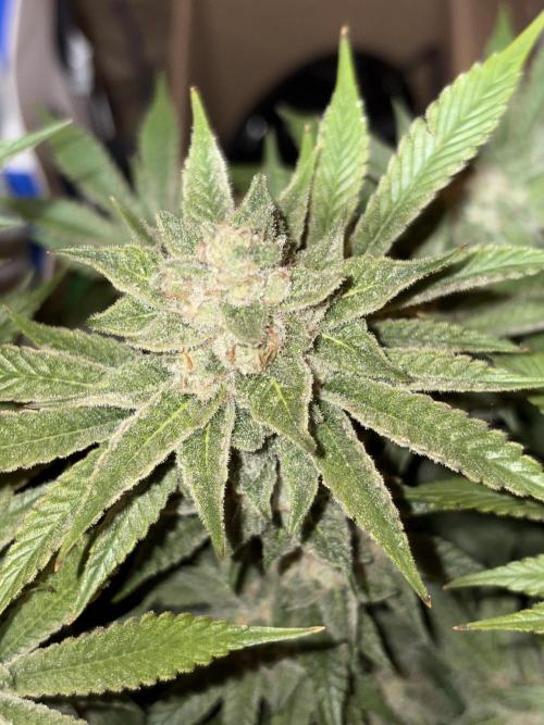 Winter semi full term run. Week 15