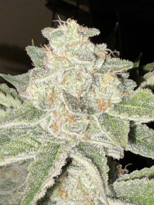 Winter semi full term run. Week 15