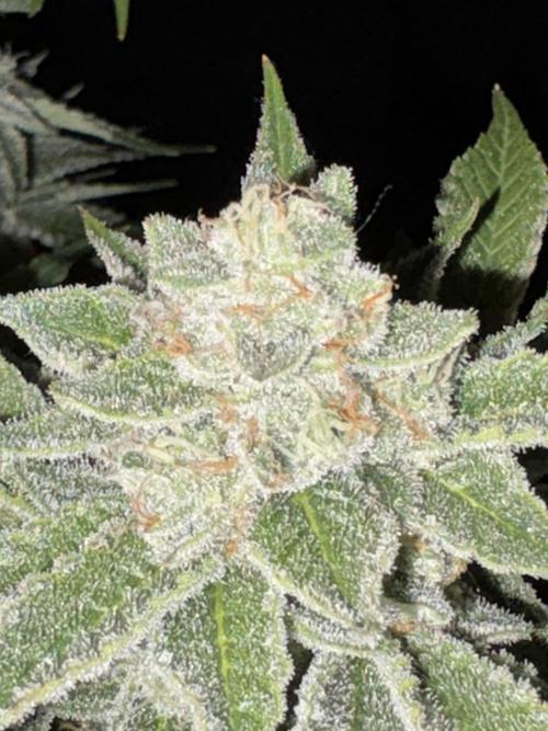 Winter semi full term run. Week 15