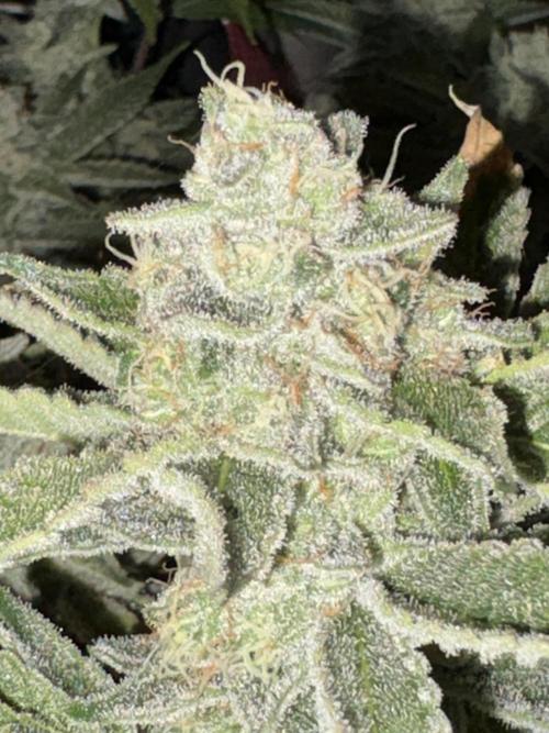 Winter semi full term run. Week 15