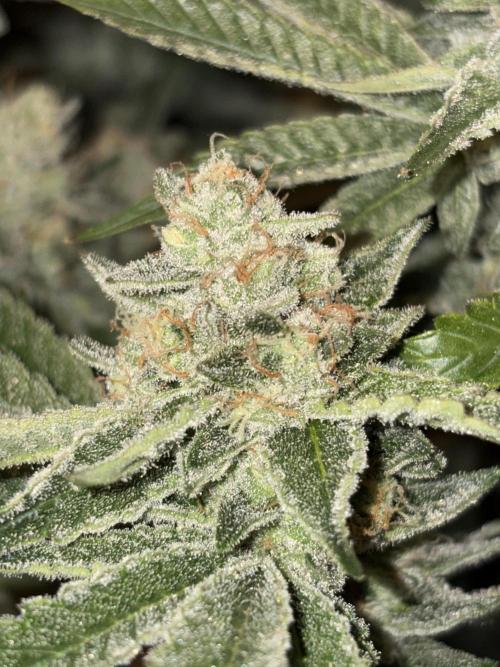 Winter semi full term run. Week 15