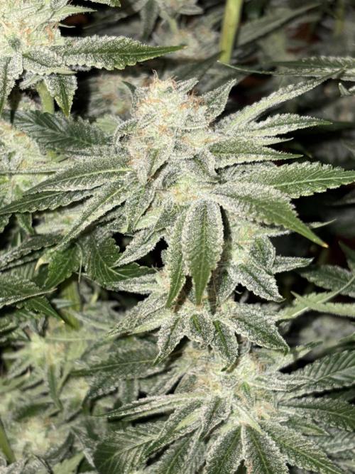 Winter semi full term run. Week 16