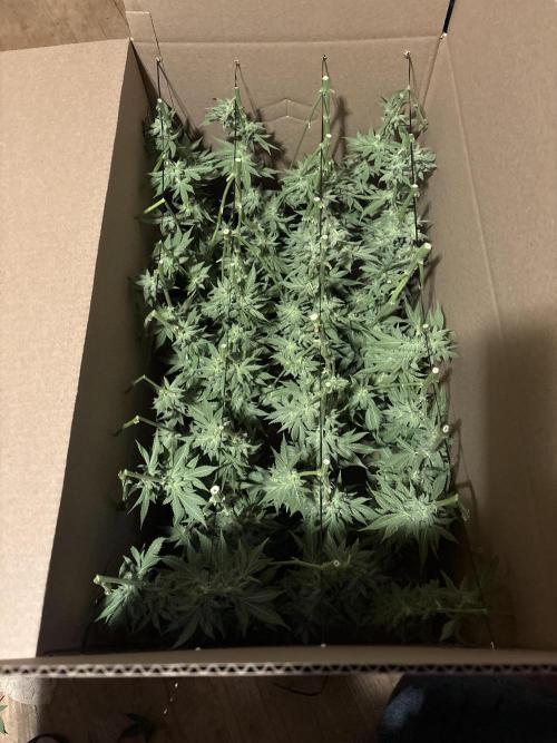 Winter semi full term run. Week 16