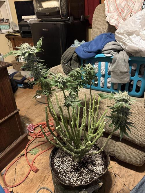 Winter semi full term run. Week 16