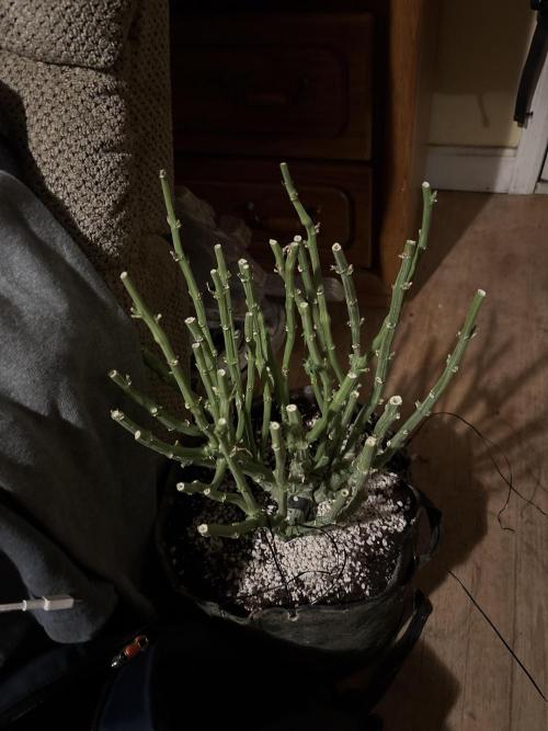 Winter semi full term run. Week 16