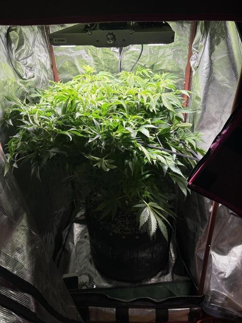 Winter semi full term run. Week 16