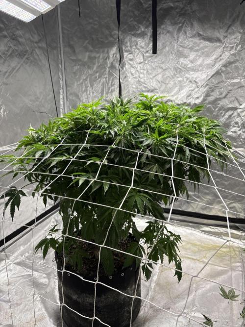 Round 2 gopher glue reveg. Week 7