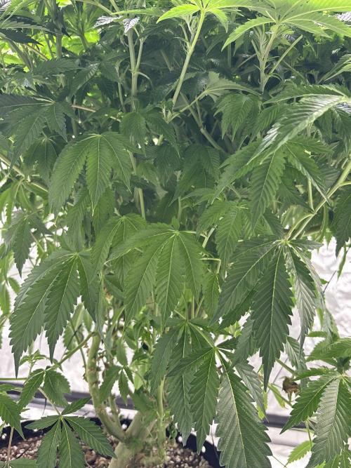 Round 2 gopher glue reveg. Week 7