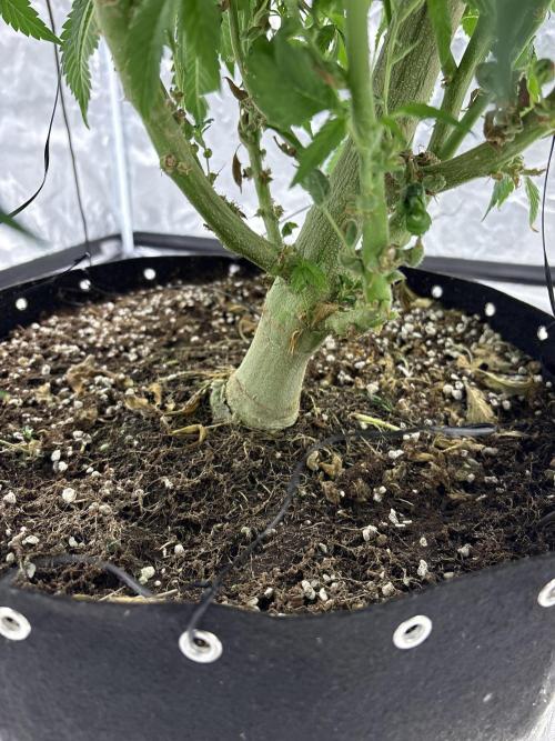 Round 2 gopher glue reveg. Week 7