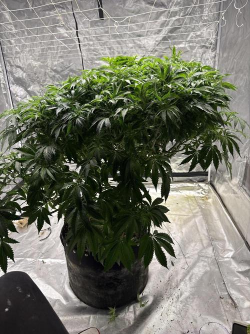 Round 2 gopher glue reveg. Week 8