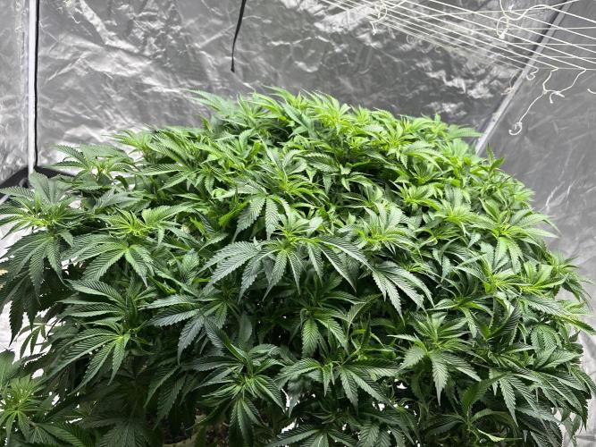 Round 2 gopher glue reveg. Week 8