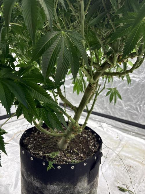 Round 2 gopher glue reveg. Week 8