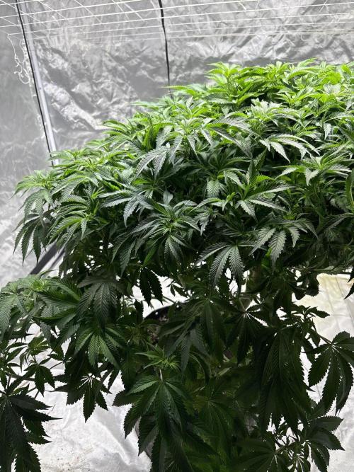 Round 2 gopher glue reveg. Week 8