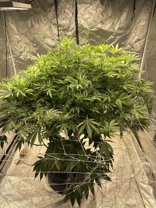 Round 2 gopher glue reveg. Week 9