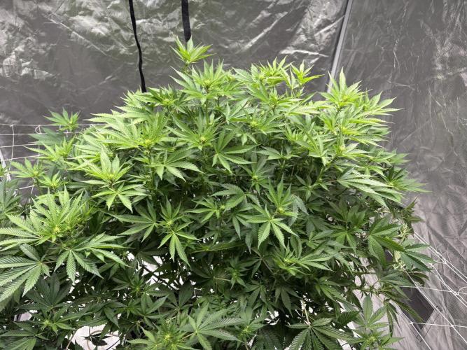 Round 2 gopher glue reveg. Week 9
