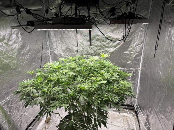 Round 2 gopher glue reveg. Week 9