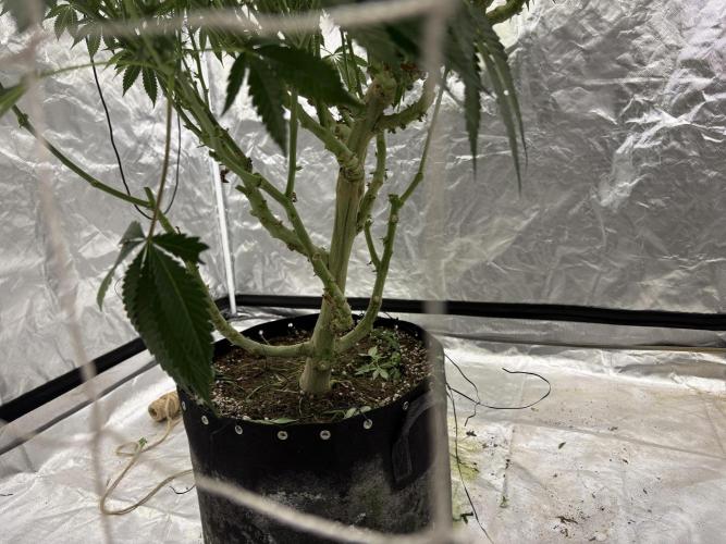 Round 2 gopher glue reveg. Week 10