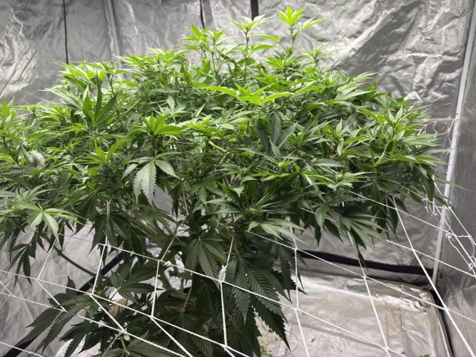 Round 2 gopher glue reveg. Week 10