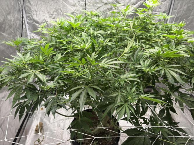Round 2 gopher glue reveg. Week 10