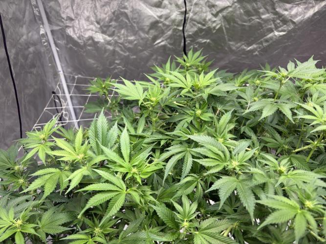 Round 2 gopher glue reveg. Week 10