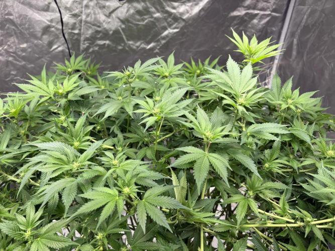 Round 2 gopher glue reveg. Week 10