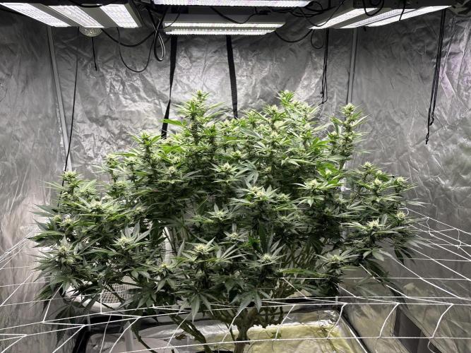 Round 2 gopher glue reveg. Week 11 - All good