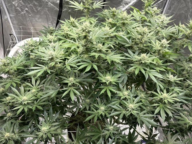 Round 2 gopher glue reveg. Week 11