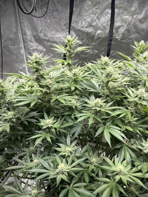 Round 2 gopher glue reveg. Week 11