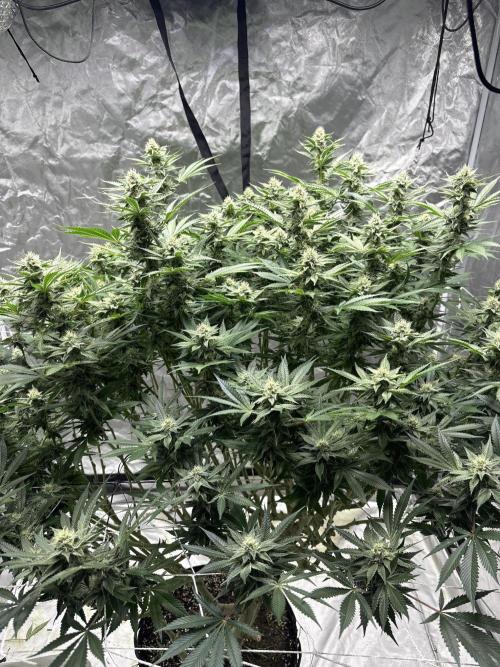 Round 2 gopher glue reveg. Week 12
