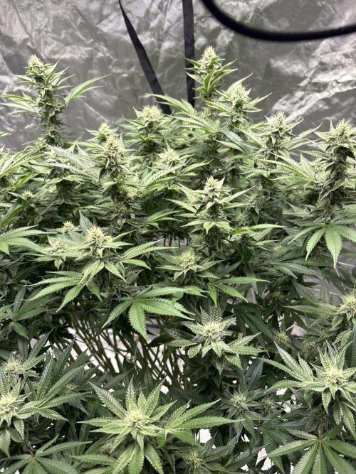 Round 2 gopher glue reveg. Week 12