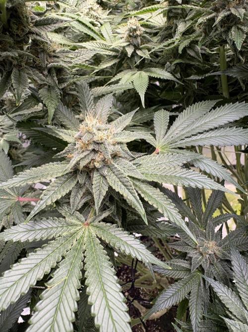 Round 2 gopher glue reveg. Week 13