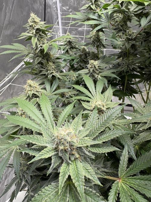 Round 2 gopher glue reveg. Week 13