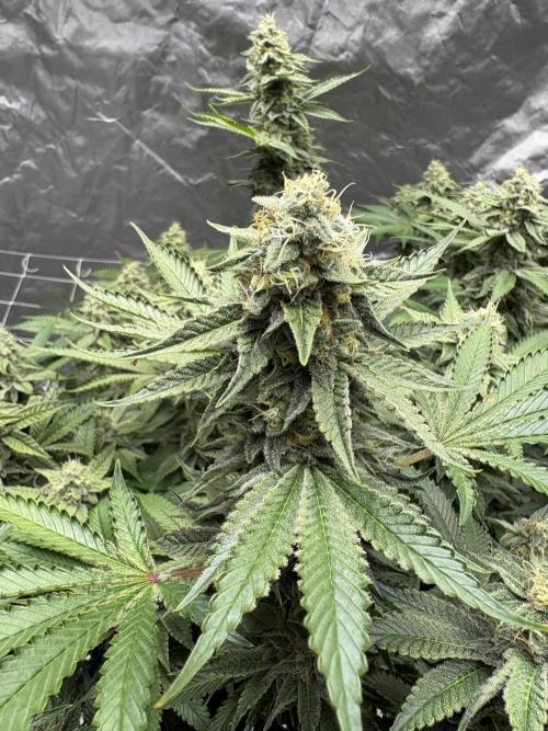 Round 2 gopher glue reveg. Week 13