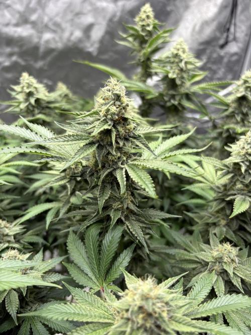 Round 2 gopher glue reveg. Week 13