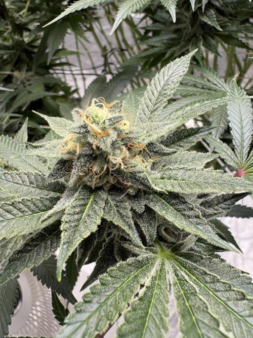Round 2 gopher glue reveg. Week 13