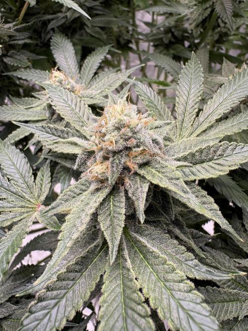 Round 2 gopher glue reveg. Week 13