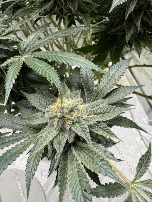 Round 2 gopher glue reveg. Week 13