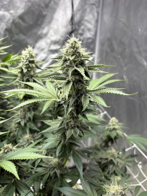Gopher Glue. Week 13