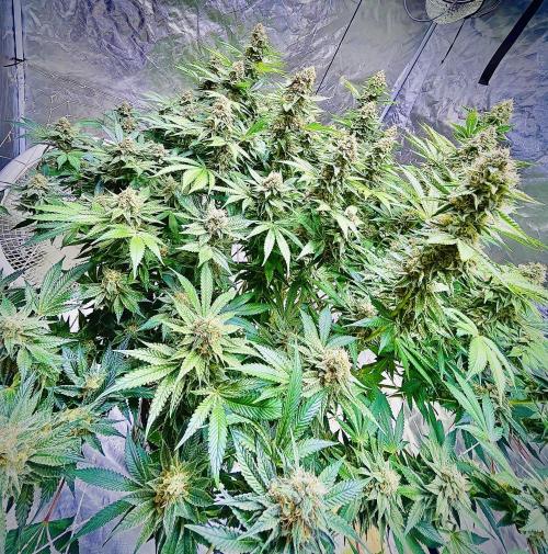Round 2 gopher glue reveg. Week 14