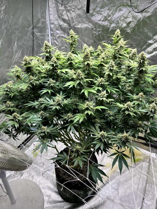 Round 2 gopher glue reveg. Week 14