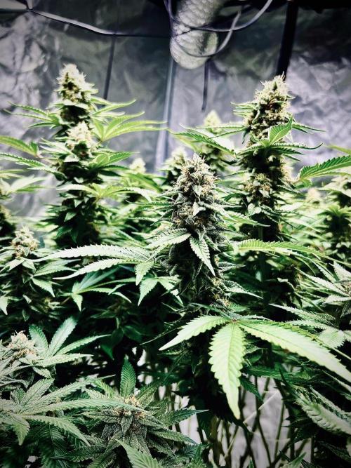 Round 2 gopher glue reveg. Week 14
