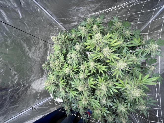 Round 2 gopher glue reveg. Week 14