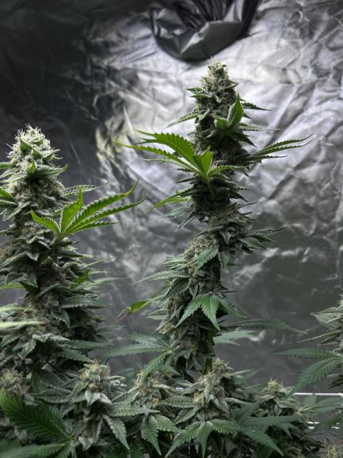 Gopher Glue. Week 14