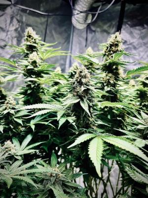 Comment by 803FireGrower photo #2
