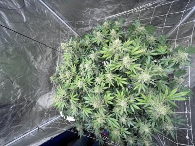 Comment by 803FireGrower photo #3